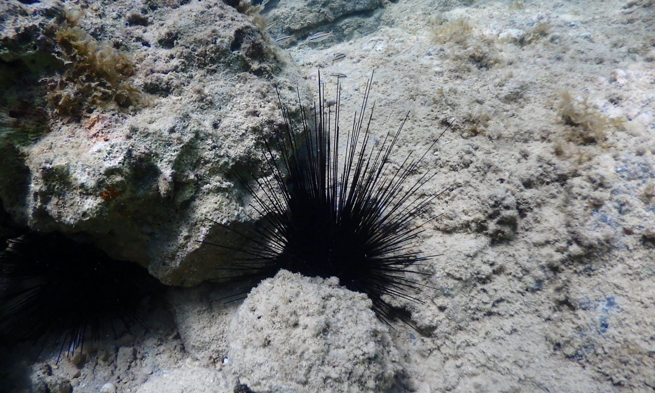 OU researchers publish genome of long-spined sea urchin, guardian of